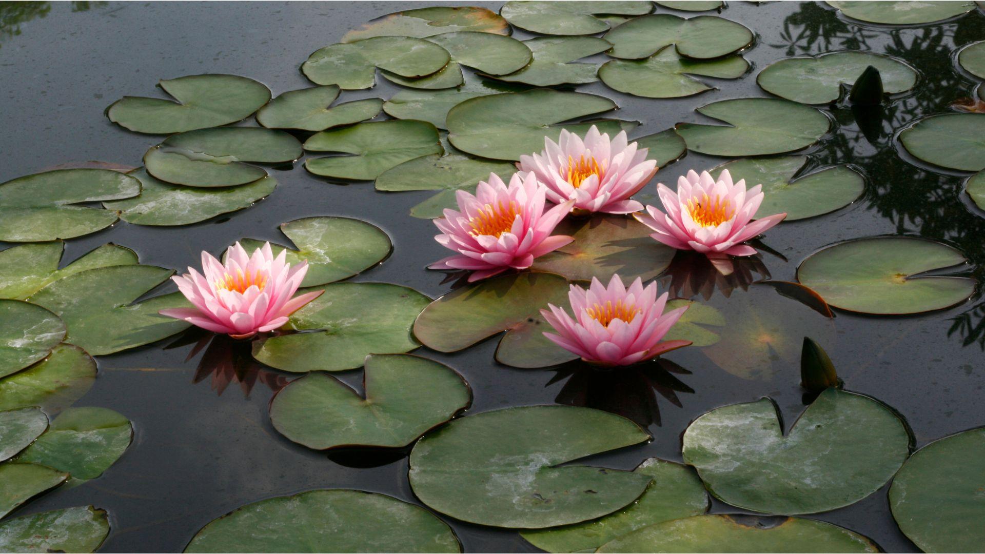 Meditación2